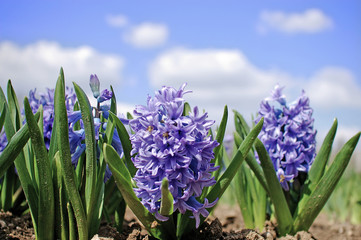Fototapeta premium Among the flowers