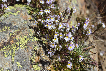 Alpine flower, Euphrasia Alpina (Eyebright) on rock with lichen. Valpelline, Aosta valley, Italy. Eyebright is used in treating eye infections.