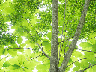 新緑のホオノキとカエデ