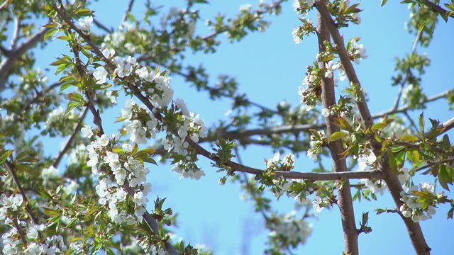 Flowers of the Cherry Tree Cherry blossom tree pollination fruit trees making honey close up honeycomb honeycomb working on a sunny day and warm weather with a blue sky