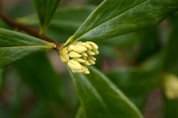 沈丁花（ジンチョウゲ）
