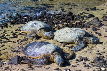 Turtles on Hawaiian beach