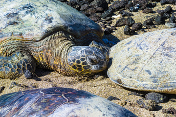 Turtles on Hawaiian beach