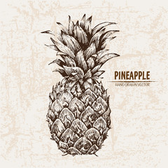 Digital vector detailed line art pineapple fruit hand drawn retro illustration collection set. Thin artistic pencil outline. Vintage ink flat style, engraved simple doodle sketches. Isolated