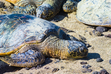 Turtles on Hawaiian beach