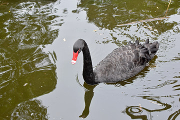 Fototapeta premium Black Swan