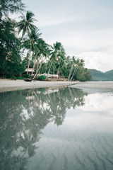 Vintage tropical palm trees