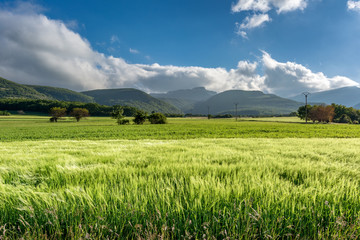 French countryside. Cornfield on a windy day in the French Department of Drome with the mountains...