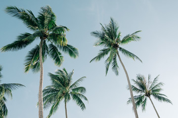 Fototapeta na wymiar Vintage tropical palm trees