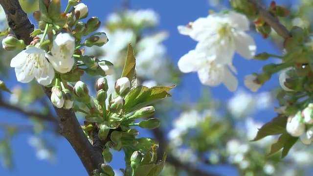 Flowers of the Cherry Tree Cherry blossom tree pollination fruit trees making honey close up honeycomb honeycomb working on a sunny day and warm weather with a blue sky
