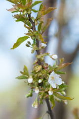 Cherry blossom branch, close-up