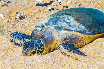Turtle on Hawaiian beach