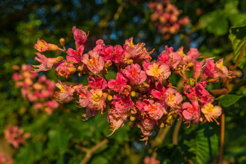 Obraz premium Reddish flowers of chestnut tree at sunset in Spring