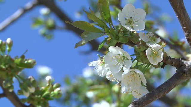 Flowers of the Cherry Tree Cherry blossom tree pollination fruit trees making honey close up honeycomb honeycomb working on a sunny day and warm weather with a blue sky