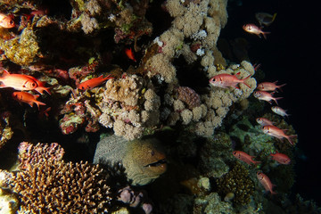 Giant moray eel wait inside the dark for hunt the red fishes.