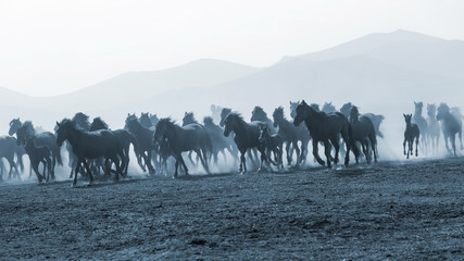 Horses