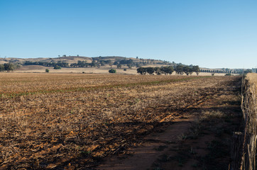 Fototapeta na wymiar Farm field in Dookie, in the Goulburn Valley, Australia