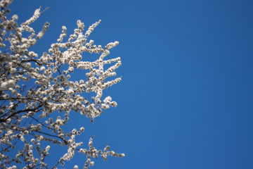 Tree blossom (soft focus)