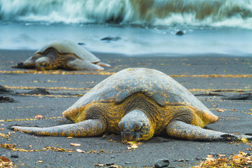 Green sea turtles