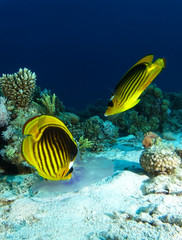 Fototapeta na wymiar Two butterfly fish eat jelly fish over the sand