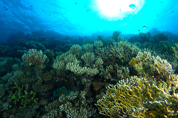 green and yellow coral garden under the water
