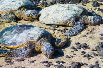 Turtles on Hawaiian beach