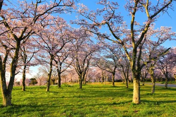 Obraz premium 桜並木