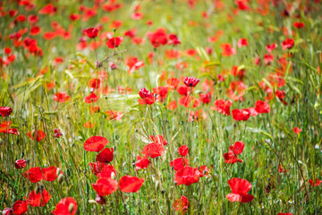 Close view on poppy flowers with bokeh and blur