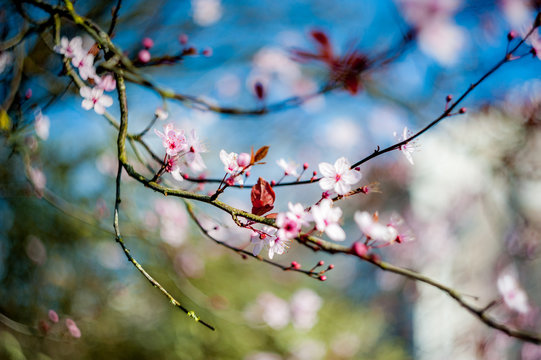 blooming cherry tree on the blu sky