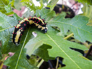 Worm on green leaf.