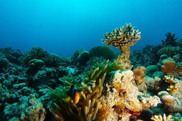 Fototapeta na wymiar Anemone clown fish inside the coral garden