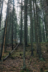 Obraz premium Forest.