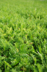 Norway bright green grass. Summer texture. Sunny day. Close up view.