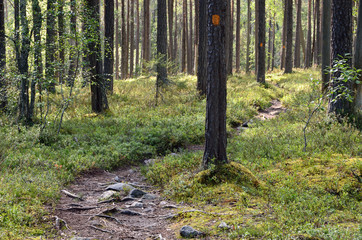 Hiking trail with signs in the forest. Finland - 153474185