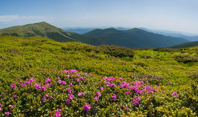 Obraz premium In the Ukrainian Carpathians, rhododendrons bloom in a beautiful location in the mountains. Flowers in the mountains.