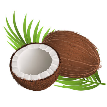Whole and half coconut with leaf, isolated on white. Realistic fruit for summer, tropical or food design, vector illustration