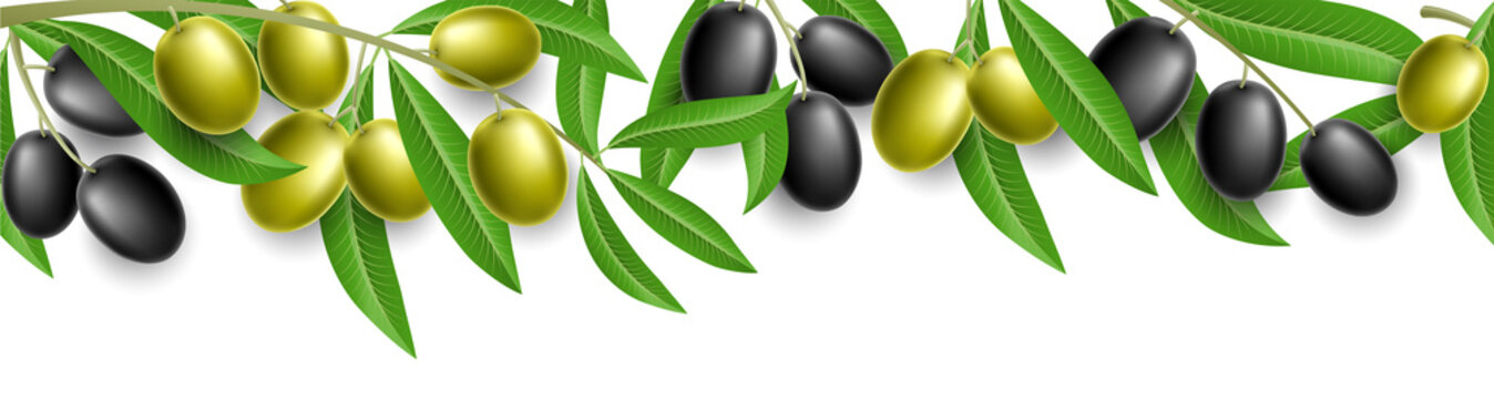 Olive Plant Banner With Green And Black Olive And Leaves, Isolated On White. Vector Illustration.