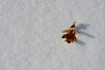 Obraz premium Orange dry oak leaf on the white snow