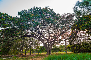 Fototapeta na wymiar Tree in green meadow park sunset