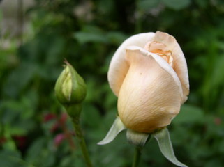 Color digital photo of a rose blossom 
