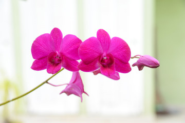 Orchidea Silvestre 