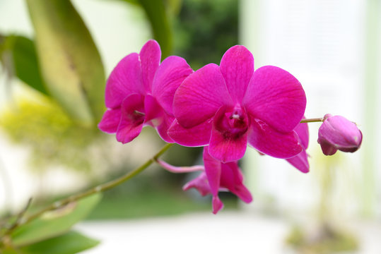 Orchidea Silvestre 
