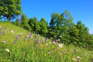 blumenwiese