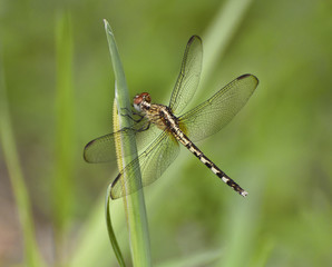 Gold, black, and red dragonfly on a green leaf against a blurred green background.