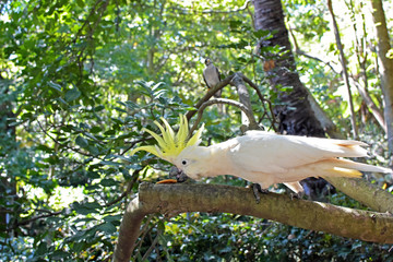 Cockatoo