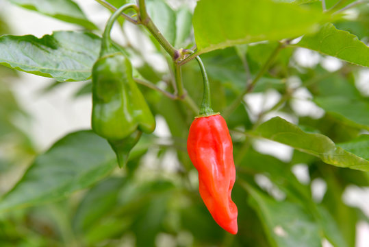 Pimenta de Cheio