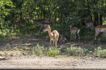 Herd of Antilopes together inside Kruger Park, South Africa