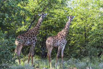 Two Giraffes standing inside Kruger Nationalpark, South Africa
