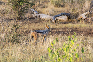 Jackal in the bushes of Kruger Park, South Afrika