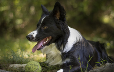 Close up of a puppy of border collie relaxing with the ball in the woods